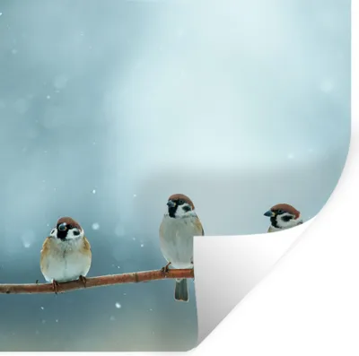 Produktbild von MuchoWow® Wandtattoo Wandsticker Wandaufkleber Vögel - Spatz - Schnee - Winter 50x50 cm Selbstklebend und Repositionierbar - Selbstklebend - Fototapeten
