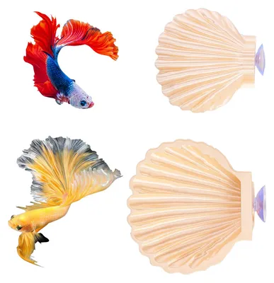 Betta Muschel Hängematte 2er Set, Aquarium Deko, Gelb