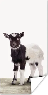 Produktbild von MuchoWow® Poster Ziege - Tiere - Kinder - Jungen - Mädchen 20x40 cm - Plakat - Foto
