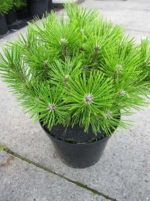 Produktbild von Pinus densiflora Low Glow - japanische Zwergrotkiefer Low Glow 30-40cm