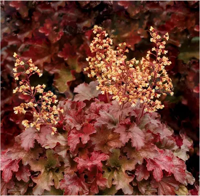 Produktbild von Stauden Gänge 3 x Heuchera Hybride 'Root Beer' im 1 Liter Topf - Purpurglöckchen - Der schimmernde Star für Ihren Garten - absoluter Hingucker