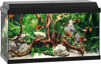 Image de Aquarium JUWEL Primo 60 y compris couvercle avec éclairage LED, chauffage, filtre sans meuble noir