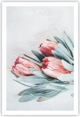 Produktbild von Poster - Poster ohne Rahmen - Blume Eukalyptus Australier - 61x91,5 cm - Wand Bild - Wanddeko - Wandbilder - Kunstposter - Wandposter - Bilder - Kunstdruck - Wanddekoration - Wandbild P2XPA61x91-5016