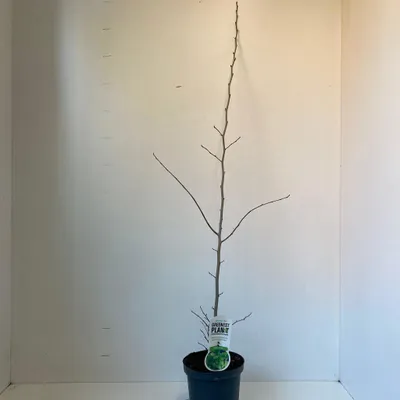 Produktbild von Parrotia persica  - Eisenholzbaum | 40-50 cm im Topf
