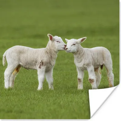 Produktbild von MuchoWow® Poster Schaf - Lamm - Bauernhof 30x30 cm - Wandposter - Printing