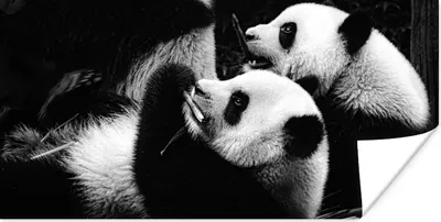 Produktbild von MuchoWow® Poster Pandas - Schwarz - Weiß 80x40 cm - Wanddeko