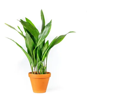 Obrázek produktu pro Gardners Aspidistra Elatior, průměr 13-14 cm
