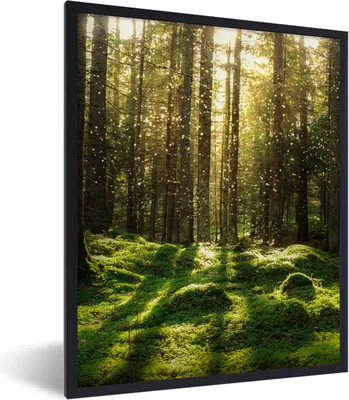 Produktbild von MuchoWow® Gerahmtes Poster Bäume - Wald - Moos - Pflanzen - Sonne - Natur 60x80 cm - Poster mit Schwarzem Bilderrahmen Wandposter Rahmen Foto Bilder - Premium - Wanddeko Wohnzimmer
