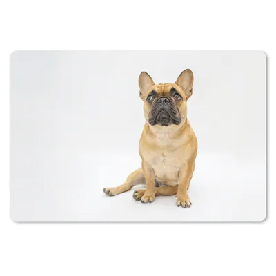 Produktbild von MuchoWow® Mauspad Mousepad Französische Bulldogge - Weiß - Braun 27x18 cm - Mousepads - Maus Mat - Pad - Mausunterlage - Büroartikel - Desk Matten