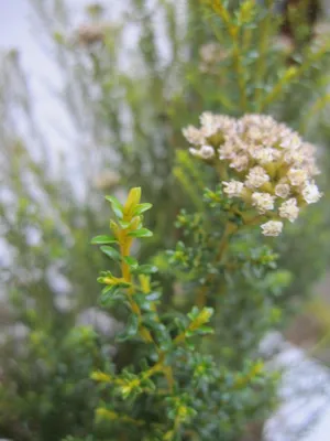 Produktbild von Cassinia leptophylla - Heideartiger Strauch - 40-50cm
