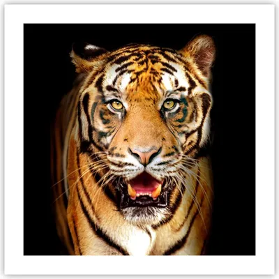 Produktbild von Poster - Poster ohne Rahmen - tiger tier - 50x50 cm - Wand Bild - Wanddeko - Wandbilder - Kunstposter - Wandposter - Bilder - Kunstdruck - Wanddekoration - Wandbild - P2XAC50x50-4103