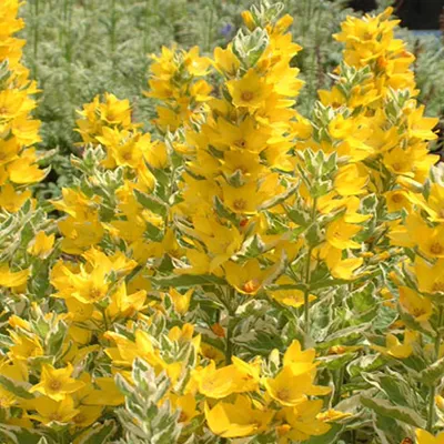 Obrázek produktu pro 6 x lysimachia punctata 'Alexander'  | Květináč 9 cm x 9 cm