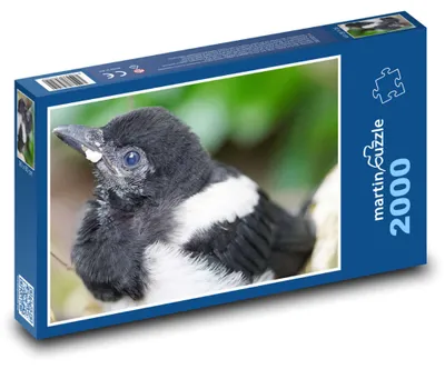 Obrázek produktu pro Puzzle 2000 Straka - mládě ptáka - martinpuzzle