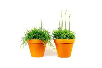 Obrázek produktu pro Gardners Rhipsalis mix, průměr 12 cm