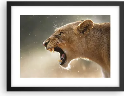 Produktbild von Gerahmtes Poster - Schwarzer Rahmen - Löwe Löwin Reißzähne - 40x30 cm - Wand Bild - Wanddeko - Wandbilder - Kunstposter - Wandposter - Bilderrahmen - Bilder - Kunstdruck - Wandbild - P2BAA40x30-4137