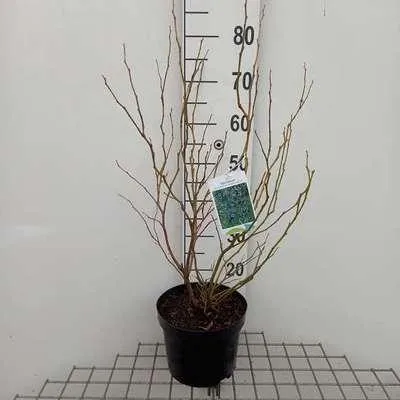 Obrázok produktu pre Vaccinium corymbosum 'Goldtraube 23' - čučoriedka 'Goldtraube 25' | 25 cm v kvetináči