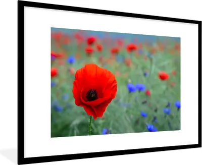 Produktbild von MuchoWow® Gerahmtes Poster Lila und rote Mohnblumen auf einer Wiese 90x60 cm - Poster mit Schwarzem Bilderrahmen Wandposter Rahmen Foto Bilder - Wanddekoration - Fotos