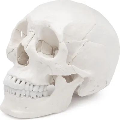 Produktbild von Osteopathie Anatomie Schädel Modell lebensgroß  22 teilig weiß