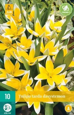 Artikelbild 1 von 'Tulpe tarda dasystemon (10 Stück)' aus der Kategorie Tulpenzwiebeln