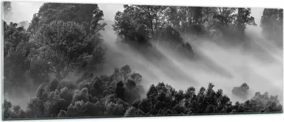 Produktbild von Bilder auf glas - Einteilig - Schwarzweiß Bäume Nebel - 140x50cm - Glasbilder - Wandbilder - Bilder - zum Aufhängen bereit - Wanddekoration aus Glas - Glas Bilder - Wandbild auf Glas - GAB140x50-4510