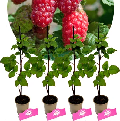 Four young tayberry plants in pots, with ripe tayberries visible in the background.