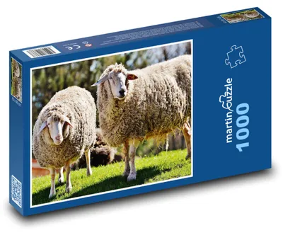 Obrázok produktu pre Puzzle 1000 Ovce pasúce sa na tráve - martinpuzzle