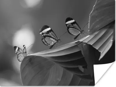 Produktbild von MuchoWow® Poster Transparenter Schmetterling auf einem Blatt in Costa Rica in schwarz und weiß 120x90 cm - Wandbild