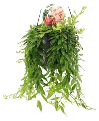 Obrázek produktu pro Gardners Aeschynanthus Japhrolepis - závěs, průměr 15 cm