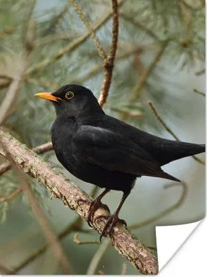 Produktbild von MuchoWow® Poster Vogel - Amsel - Zweige - Tiere 120x160 cm - Wandbilder