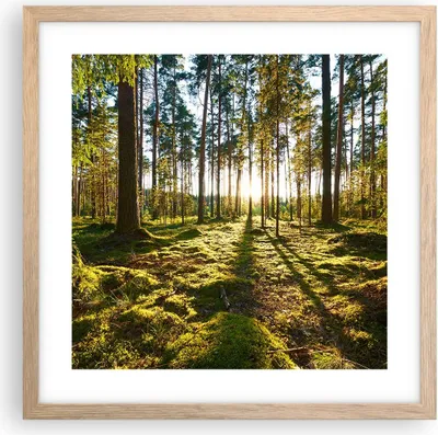 Produktbild von Gerahmtes Poster - Rahmen in heller Eiche - Wald Baum Natur - 40x40 cm - Wand Bild - Wanddeko - Wandbilder - Kunstposter - Wandposter - Bilderrahmen - Bilder - Kunstdruck - Wandbild - P2NAC40x40-3724