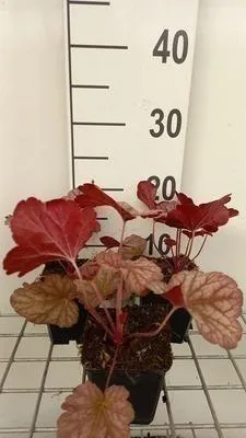 Produktbild von 6 x  Heuchera hybr. 'Berry Smoothie'® - Purpurglöckchen - Topf 9 x 9 cm
