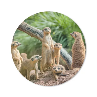 Produktbild von MuchoWow® Mauspad Mousepad Erdmännchen - Familie - Tiere 40x40 cm - Mousepads - Maus Mat - Pad - Mausunterlage - Schreibtisch Accessoires