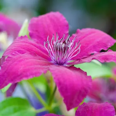 Immagine prodotto di 2 x  Clematide  - Clematis 'Ruutel'  | 50-60 cm in contenitore