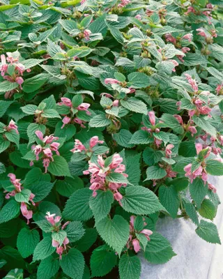 Produktbild von Lamium orvala, Taubnessel, rosa Blüten, ca. 11x11 cm Topf