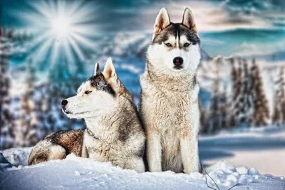 Produktbild von 3 D Ansichtskarte Huskys, Postkarte Wackelkarte Hologrammkarte Bild Haustier Hunde Schlittenhunde