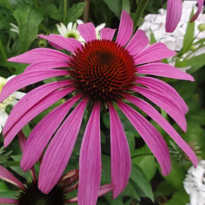 Obrázek produktu pro 6 x třapatka  - Echinacea purpurea 'Rubinstern'  | květináč 9 cm x 9 cm