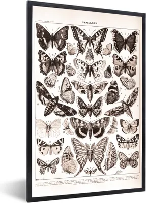 Produktbild von MuchoWow® Gerahmtes Poster Tiere - Schmetterling - Schwarz - Weiß 60x90 cm - Poster mit Schwarzem Bilderrahmen Wandposter Rahmen Foto Bilder - Kunst