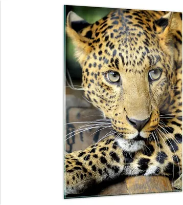 Produktbild von Bilder auf glas - Einteilig - Tiere gefährlich wilde katze - 80x120cm - Glasbilder - Wandbilder - Bilder - Wanddekoration aus Glas - Glas Bilder - Wandbild auf Glas - GPA80x120-2702