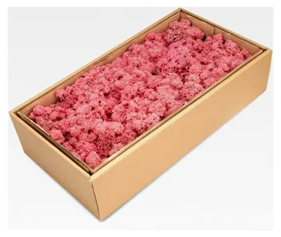 Produktbild von Fuchsia Islandmoos, konserviert, verpackt im Karton mit ca. 500g | Moos für Bastel- und Dekorationszwecke | Moosbild selbst gestalten | Rentiermoos | Dekomoos