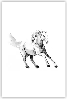 Produktbild von Poster - Poster ohne Rahmen - Pferd Galopp Tier - 61x91,5 cm - Wand Bild - Wanddeko - Wandbilder - Kunstposter - Wandposter - Bilder - Kunstdruck - Wanddekoration - Wandbild - P2XPA61x91-5117