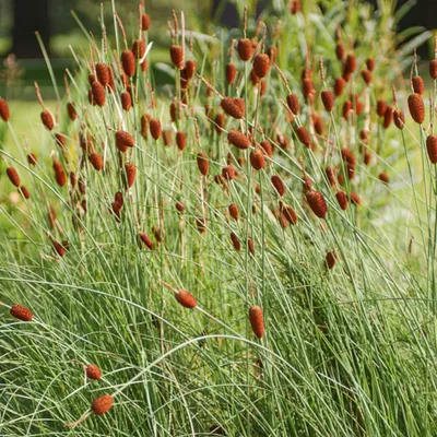 Produktbild von 6 x Zwerg Rohrkolben - Typha minima  | Topf 9cm x 9cm