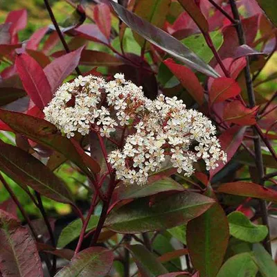 Immagine prodotto di Photinia fraseri 'Red Robin' (Glanzmispel) | 60-80 cm, in vaso