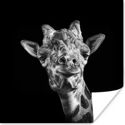 Produktbild von MuchoWow® Poster Giraffe - Tier - Schwarz - Weiß 75x75 cm - Wand Dekoration