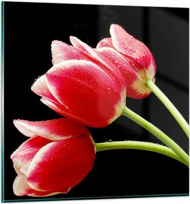 Produktbild von Bilder auf glas - Tulpe garten blume blumenstrauß - 70x70cm - Glasbilder - Wandbilder - Kunstdruck - zum Aufhängen bereit - Wanddekoration aus Glas - Glas Bilder - Wandbild auf Glas - GAC70x70-1494