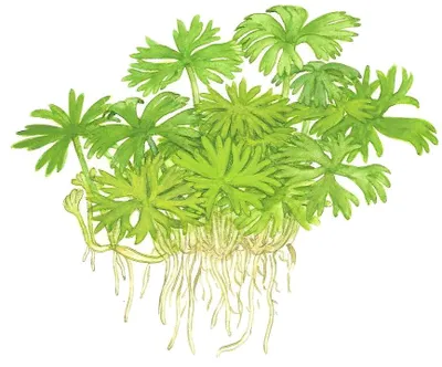Produktbild von Aquarium Pflanze Ranunculus inundatus Tropica Nr.022C TC in Vitro