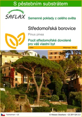Obrázek produktu pro SAFLAX - Středomořská borovice - Pinus pinea - 6 Semena - S pěstebním substrátem bez klíčků