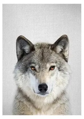 Image de Mosaïque diamant 5D - Loup 40 x 30 cm - Titanum