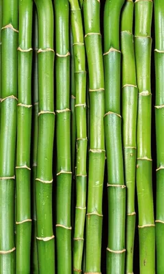 Produktbild von Fototapete - Bamboo 150x250cm - Vliestapete