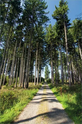 Produktbild von Wallario selbstklebendes Poster - Stiller Waldweg, Größe: 61 x 91,50 cm