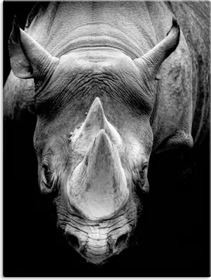 Produktbild von ARTland Leinwandbild Das Nashorn Größe: 45x60 cm